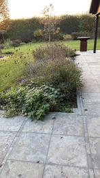 250 m2 Chinees hardsteen terrastegels, 50x50x3 cm. 1000 st., Tuin en Terras, Tegels en Klinkers, Ophalen, Natuursteen, 10 m² of meer