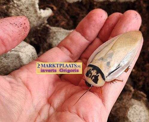 Eublaberus distanti Ivory (Ivory-head roach) kakkerlakken, Dieren en Toebehoren, Insecten en Spinnen, Overige soorten