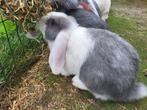 Jonge Franse hangoor konijntje mag het nest verlaten., Dieren en Toebehoren, Konijnen, Meerdere dieren, Groot, Hangoor