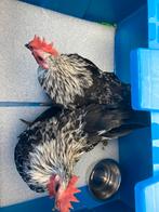 Chabo haantjes van dit voorjaar, zilverhals, Dieren en Toebehoren, Pluimvee