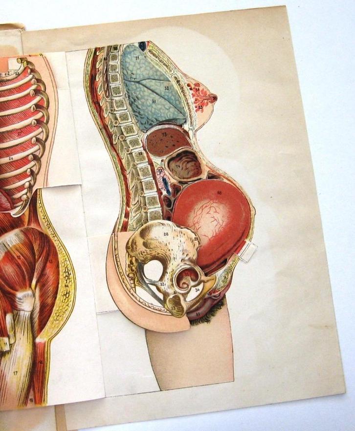 Handboek voor Gehuwden (c1900) Geslachtsorganen Zwangerschap, Antiek en Kunst, Antiek | Boeken en Bijbels, Ophalen of Verzenden