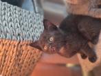 Lieve speelse kitten (kater), Dieren en Toebehoren, Katten en Kittens | Raskatten | Korthaar, Kater