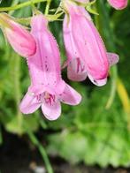 Penstemon apple blossom, Ophalen of Verzenden, Voorjaar, Volle zon, Zaad