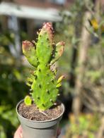 Opuntia, Huis en Inrichting, Kamerplanten, Ophalen of Verzenden, Minder dan 100 cm, Volle zon, In pot
