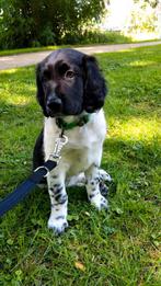 Friese Stabij pup, Dieren en Toebehoren, 8 tot 15 weken, CDV (hondenziekte), Eén hond, Nederland