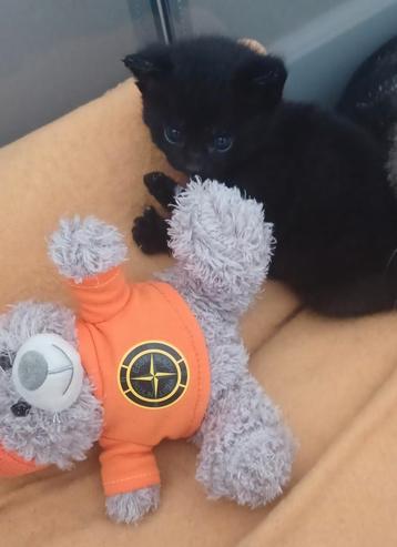 Nog 2 zwart half brits korthaar kitten € 150,00  beschikbaar voor biedingen