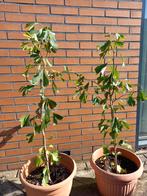 Ginkgo Biloba Japanse notenboom; 2 stukken, Tuin en Terras, Planten | Bomen, Ophalen, Bloeit niet, Halfschaduw, Overige soorten