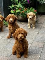 Maltipoo x Labradoodle (middelmaat) Medium, Dieren en Toebehoren, Overige rassen, CDV (hondenziekte), 8 tot 15 weken, Meerdere