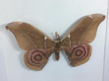 vlinder Antherina Suraka