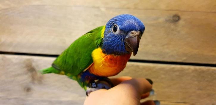 Jonge Baby Lori v. d. Blauwe Bergen | Nieuwsgierig | Handtam, Dieren en Toebehoren, Vogels | Parkieten en Papegaaien, Papegaai