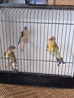 Putter, Meerdere dieren, Tropenvogel