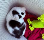 De laatste kittens, Dieren en Toebehoren, Katten en Kittens | Overige Katten, Meerdere dieren, Kortharig, 0 tot 2 jaar