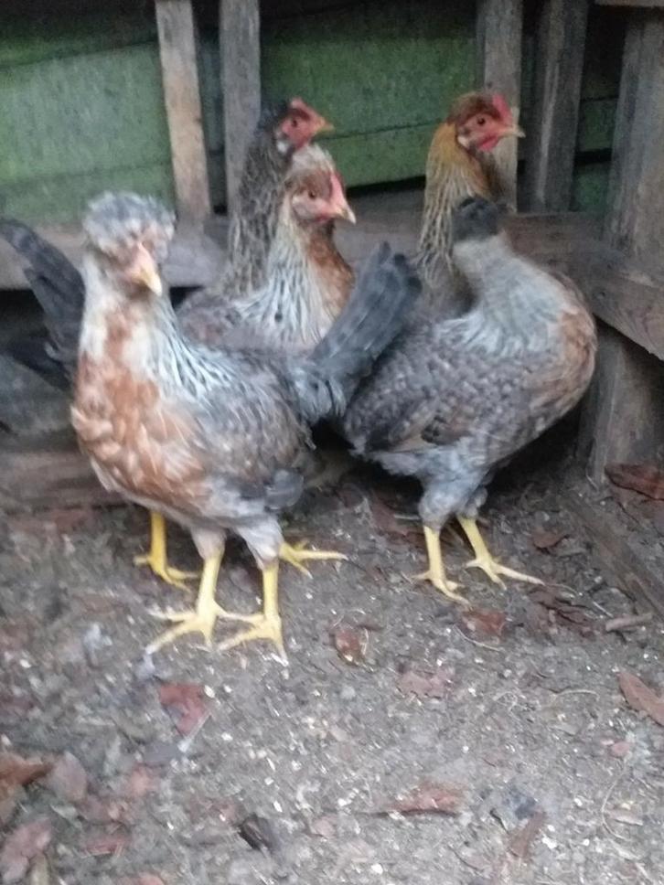 5 jonge hennetjes van cream legbar., Dieren en Toebehoren, Pluimvee, Kip, Vrouwelijk