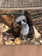 Laatste speciale bonte Afrikaanse dwergrelmuizen te koop, Dieren en Toebehoren, Knaagdieren, Augustus, Meerdere dieren