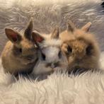 Dwergkonijnen, leeuwenkopjes, Dieren en Toebehoren, Konijnen, Meerdere dieren, Dwerg, 0 tot 2 jaar