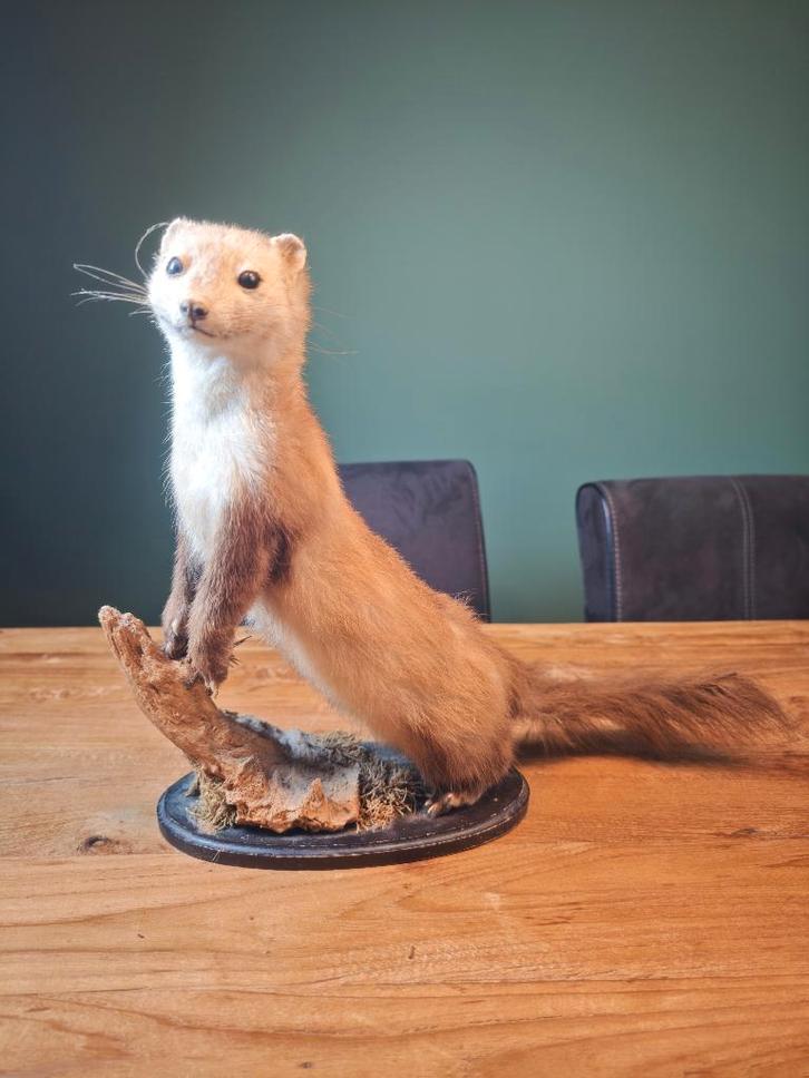 Opgezette marter – decoratief object/curiosa (oud preparaat), Verzamelen, Dierenverzamelingen, Zo goed als nieuw, Opgezet dier
