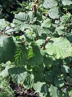 Jonge Hazelaar - Corylus avellana, Ophalen, Vaste plant, Halfschaduw, Fruitplanten