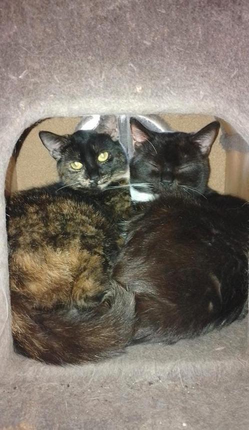 Lief stelletje, kat en poes van iets ouder als 1, Dieren en Toebehoren, Katten en Kittens | Raskatten | Korthaar, Meerdere dieren