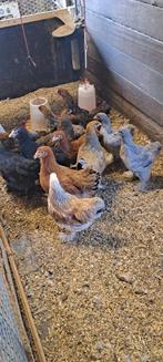 Brahma hennetjes, Dieren en Toebehoren, Pluimvee, Vrouwelijk, Kip