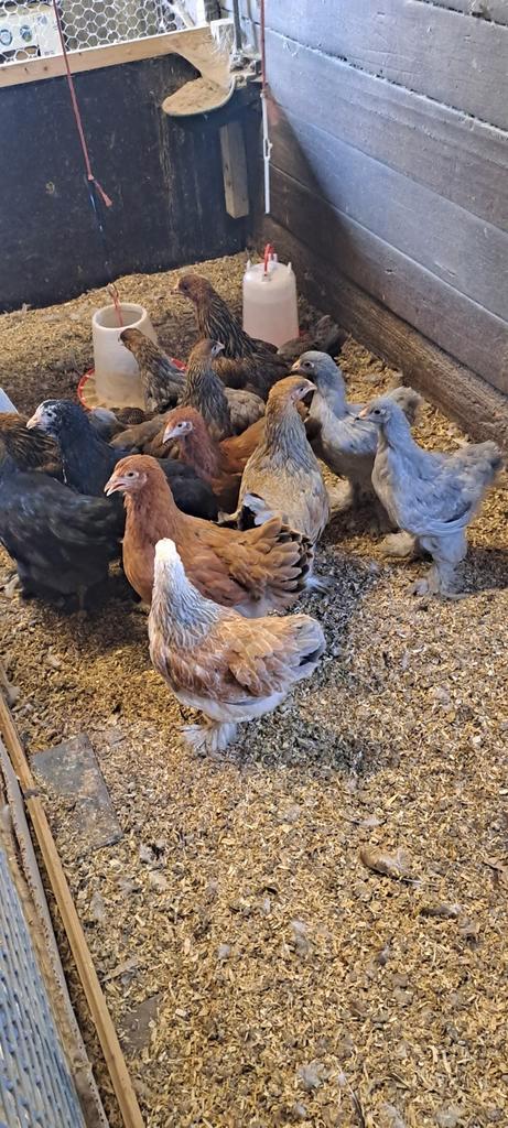 Brahma hennetjes, Dieren en Toebehoren, Pluimvee, Kip, Vrouwelijk