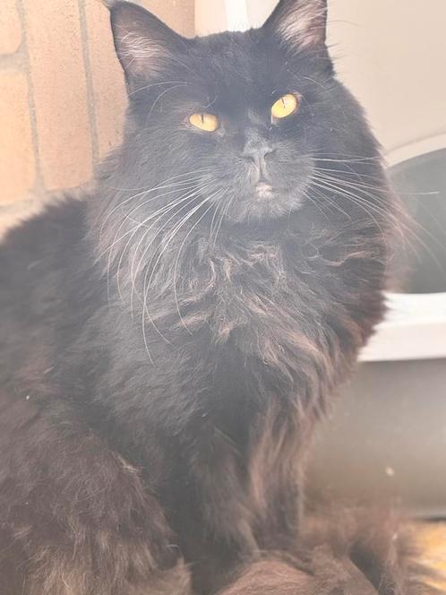 Maine coon kater met stamboom black solid, Dieren en Toebehoren, Katten en Kittens | Raskatten | Langhaar, Kater, Met stamboom