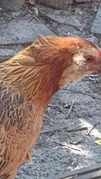Araucana kriel trio, Dieren en Toebehoren, Pluimvee, Vrouwelijk, Kip