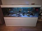 Aquarium 200 x 70 x 70 cm ( 950 liter) inclusief bioloog, Ophalen, Zo goed als nieuw, Leeg aquarium