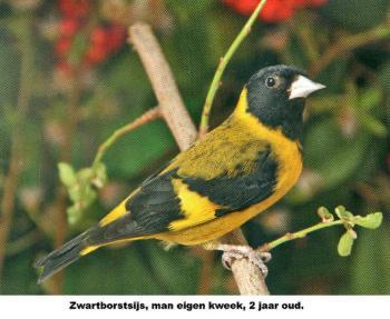 Mooie tropen, Dieren en Toebehoren, Vogels | Overige Vogels, Tropenvogel, Meerdere dieren, Geringd