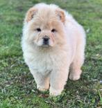 Chow Chow teefje, 15 weken tot 1 jaar, Teef, Poolhond, Eén hond