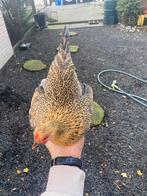 Serama hen, Dieren en Toebehoren, Pluimvee, Vrouwelijk, Kip