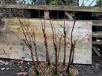 Bonsai metasequoia, Tuin en Terras, Planten | Bomen, Ophalen