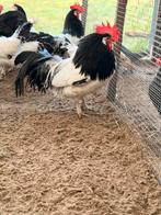 Hele mooie lakenvelders te koop, Dieren en Toebehoren, Meerdere dieren, Kip