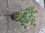 Escallonia pink elle, Volle zon, Vaste plant, Zomer, Ophalen