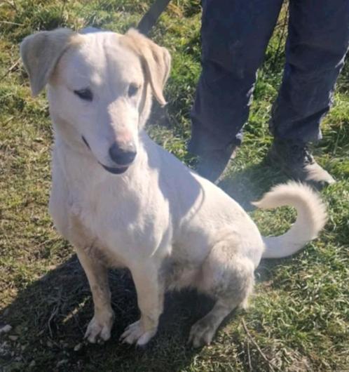 Kyra zoekt baasje, Dieren en Toebehoren, Honden | Niet-rashonden, Middel, Teef, Particulier, Eén hond, Buitenland, 3 tot 5 jaar