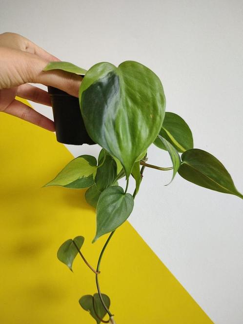 Philodendron 'Brasil' € 2, Huis en Inrichting, Kamerplanten, Overige soorten, Minder dan 100 cm, Groene kamerplant, Halfschaduw