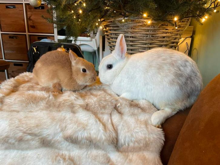 Dwergkonijnen, Dieren en Toebehoren, Konijnen