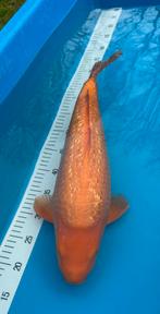 Ginrin Karashi Yellow monkey, Dieren en Toebehoren, Karper of Koi