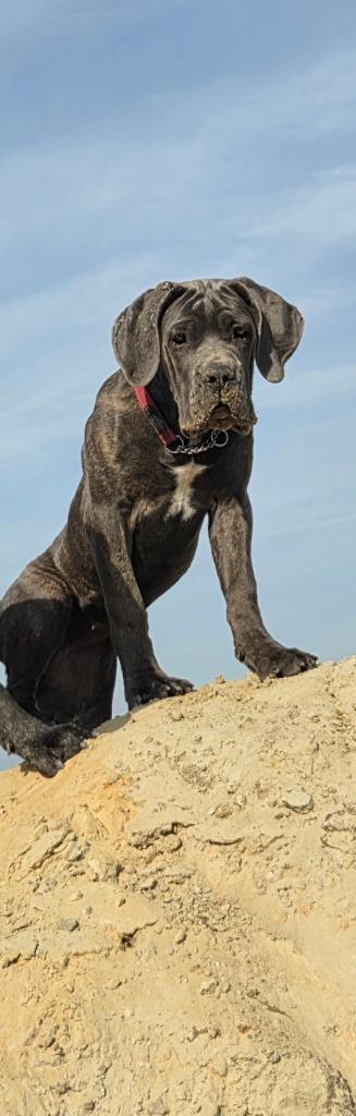 SPOED Blue Cane corso teef met stamboom bijna 6 mnd, Dieren en Toebehoren, Honden | Bulldogs, Pinschers en Molossers, Teef, Overige rassen