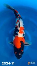 Showa 55cm, Dieren en Toebehoren, Karper of Koi