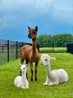 Verse alpaca wol van 2025, Dieren en Toebehoren, Overige Dieren, Meerdere dieren