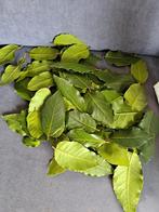 Echte keukenlaurier aangeboden, Ophalen of Verzenden, Overige soorten, Minder dan 100 cm