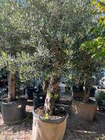 Olea europeana 250 cm dikke stam