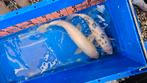 Bekko koi 50 cm, Dieren en Toebehoren, Vissen | Vijvervissen, Karper of Koi