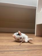 Super lief, aanhankelijk opvang kitten, katertje, Dieren en Toebehoren, Katten en Kittens | Overige Katten, Kater, Kortharig, 0 tot 2 jaar