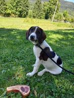 Patch – klein hondje, groot verlangen naar een thuis, Dieren en Toebehoren, Honden | Niet-rashonden, Particulier, Rabiës (hondsdolheid)