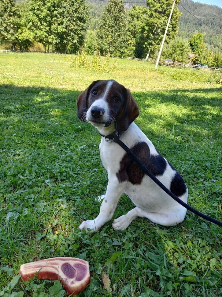 Patch – klein hondje, groot verlangen naar een thuis, Dieren en Toebehoren, Honden | Niet-rashonden, Klein, Reu, Particulier, Eén hond