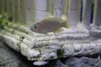 Neolamprologus Multifasciatus - Slakkenhuiscichliden, Dieren en Toebehoren, Vissen | Aquariumvissen, Vis, Zoetwatervis, Schoolvis