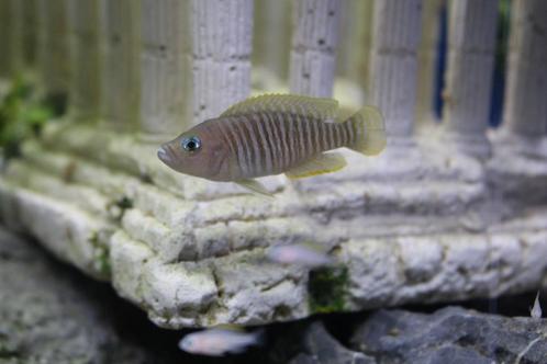 Neolamprologus Multifasciatus - Slakkenhuiscichliden, Dieren en Toebehoren, Vissen | Aquariumvissen, Zoetwatervis, Vis, Schoolvis