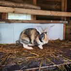 2 voedsters., Dieren en Toebehoren, Konijnen, Vrouwelijk, Middelgroot, 0 tot 2 jaar