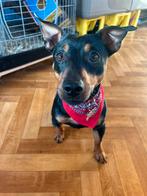 Dekreu NIET TE KOOP, Dieren en Toebehoren, Honden | Dekreuen, Rabiës (hondsdolheid), Reu, 1 tot 2 jaar, Eén hond